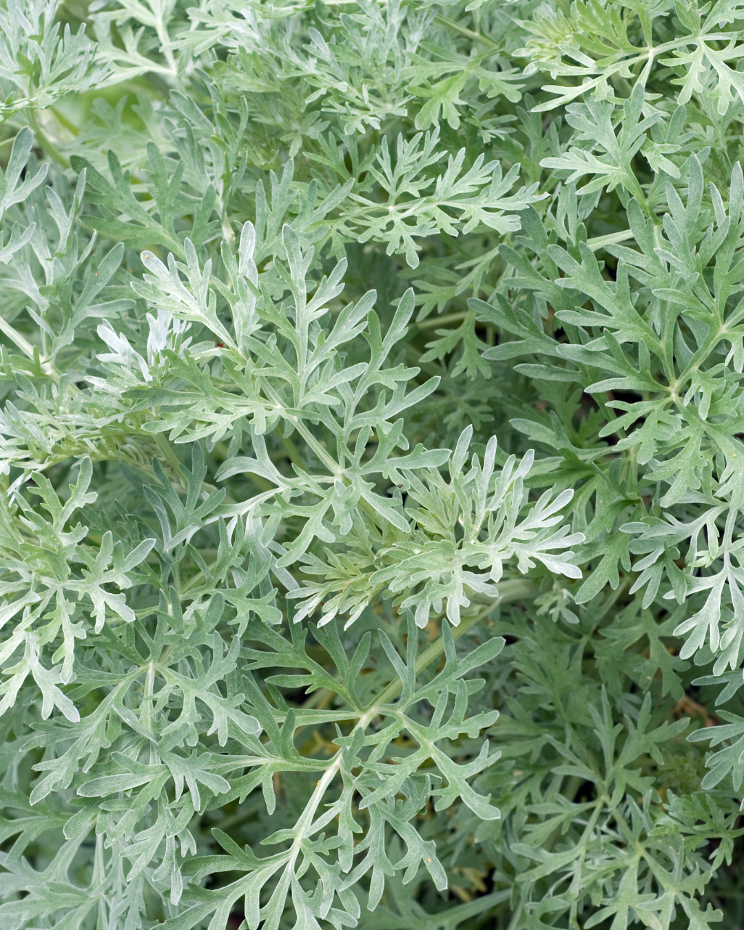 Wormwood