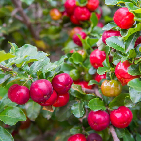 Acerola Cherry