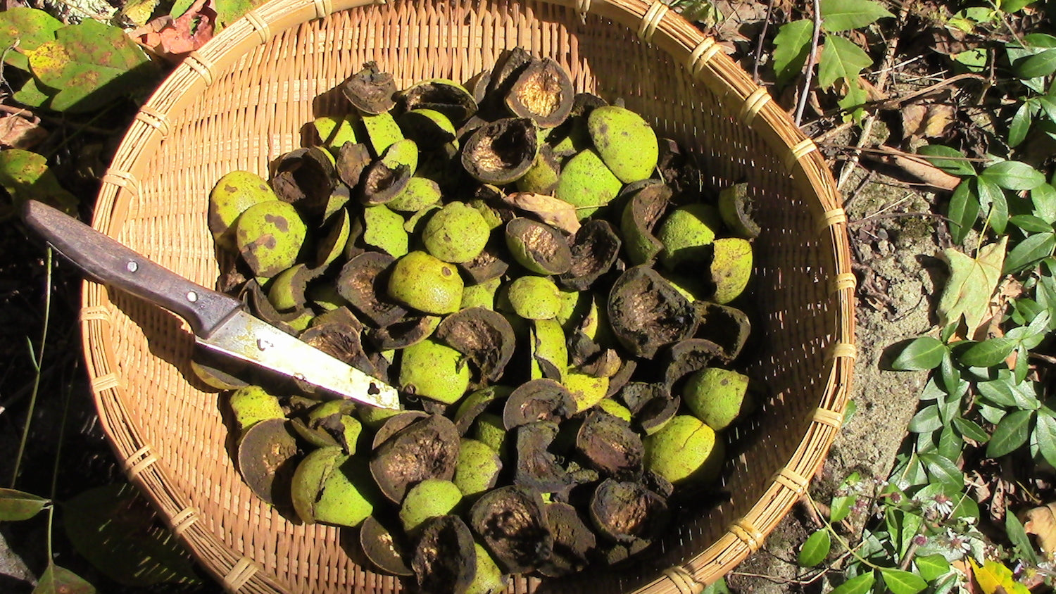 Black Walnut Hulls