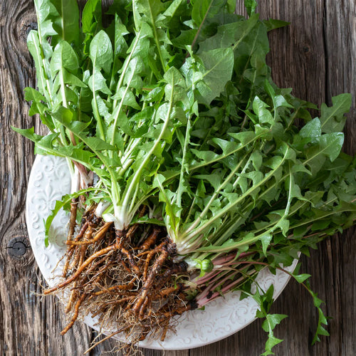 articles/Dandelion-root-IS-website_800x_57dd54a2-66dc-427a-9f10-ee8b42ac6671.webp