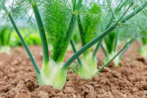 articles/Growing-and-Harvesting-Fennel-Cover.jpg