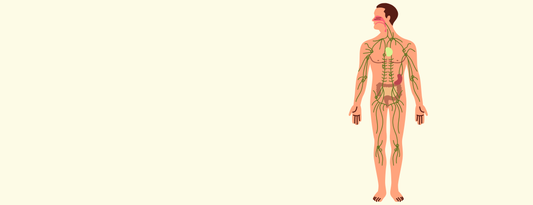 Lymphatic Slow Down: When the Body Feels Stuck