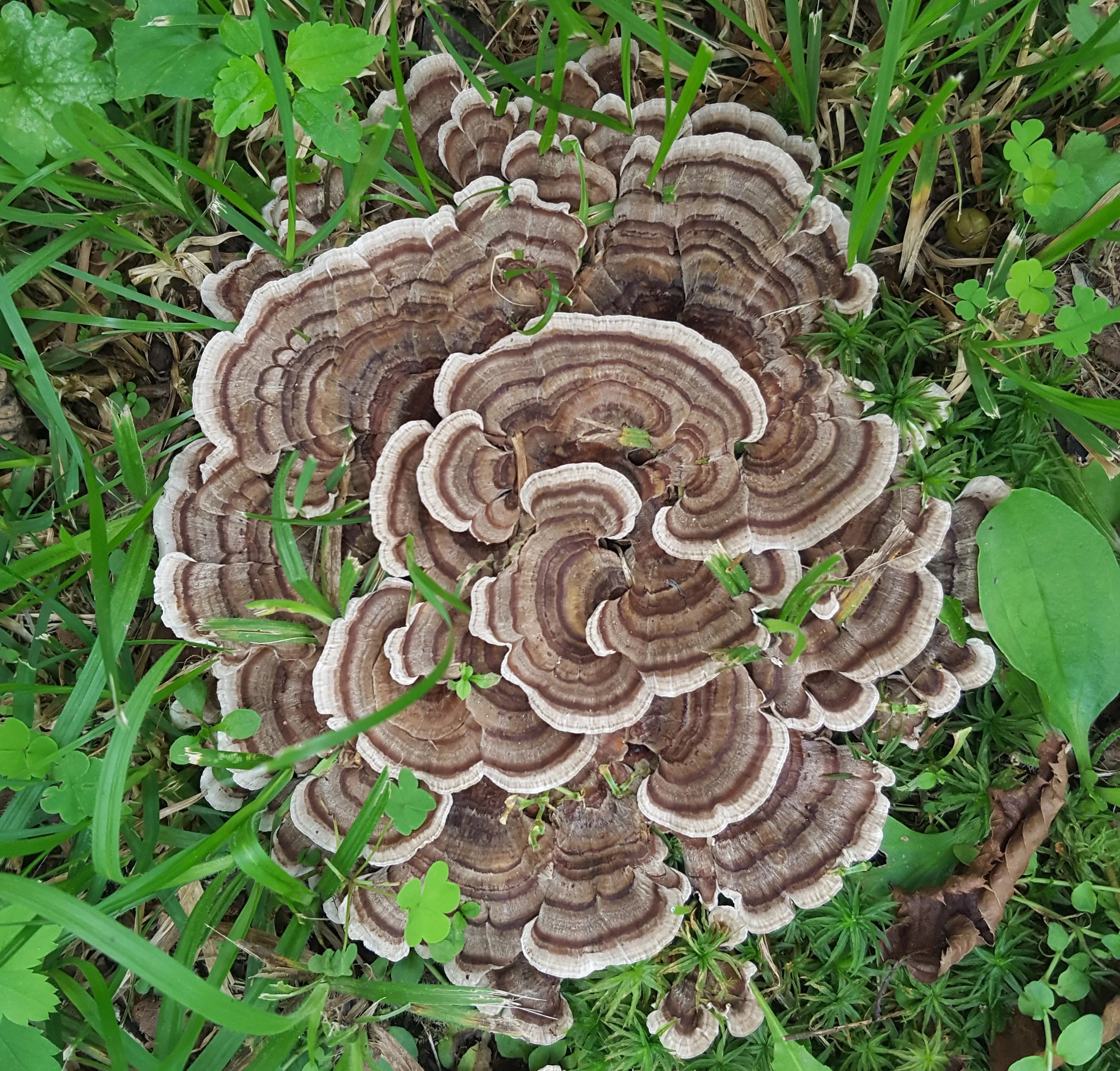 Turkey Tail Mushroom